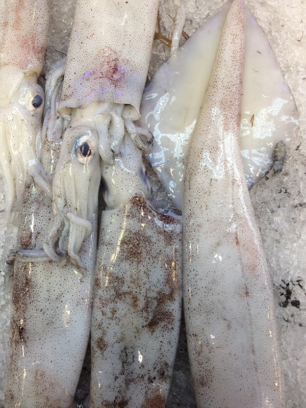 fresh-squids